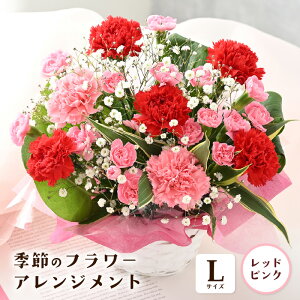 yӂ邳Ɣ[Łz G߂̃t[AWg Iׂ3TCY (S/M/L) yJ[FbhEsN / CG[EIW / Jtz y t[ ԑ Mtg  v[g ԑ  