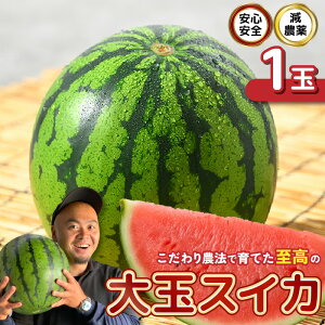 yӂ邳Ɣ[Łzys\z SSI_I_@ňĂ̑ʃXCJ 1 y2026N6{ȍ~\z yXCJ Z  fU[g ʕ   Â W