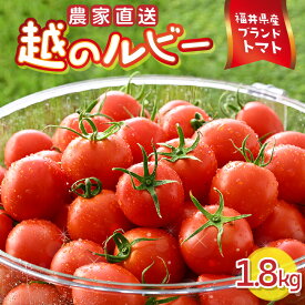 【ふるさと納税】【先行予約】 越のルビー 農家直送 フルーツトマト 1.8kg 福井県産ブランドトマト 【2026年6月中旬以降順次発送予定】【とまと トマト ミディトマト 野菜 生野菜 美容 健康 新鮮 産地直送 贈答 ギフト 国産】