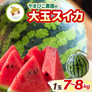 yӂ邳Ɣ[Łzys\z܂т_̑ʃXCJ 1 (7~8kg) y2026N6{ȍ~\z yXCJ Z  fU[g ʕ   W[V[ x  O