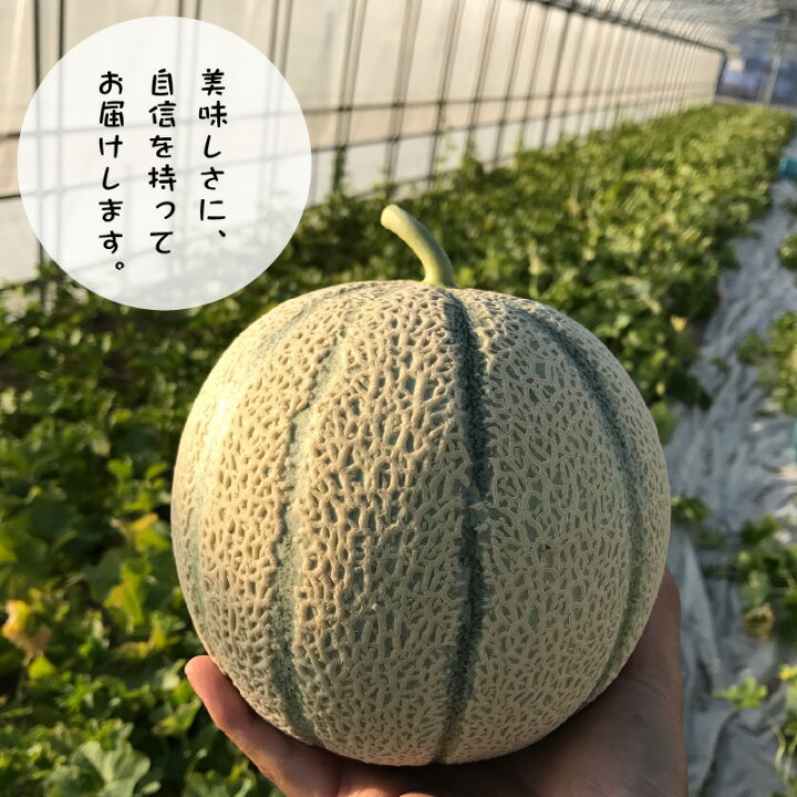 楽天市場 ふるさと納税 本原農園のマルセイユメロン2玉 50セット限定 先行予約 22年6月上旬 下旬発送開始予定 福井県坂井市