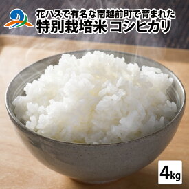 【ふるさと納税】【先行予約】令和7年度産 新米 特別栽培米 コシヒカリ 4kg【11月上旬より順次発送】/ 国産 精米 白米 ご飯 こめ 南越前町 送料無料[A-012015]