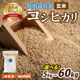 【ふるさと納税】【 令和7年産 】南条米 特別栽培米コシヒカリ 真空パック 玄米 5kg／10kg　選べる配送回数【単発便、定期便（3ヶ月・6ヶ月）】/ 国産 玄米 ご飯 備蓄 弁当 キャンプ 真空米 南越前町 送料無料