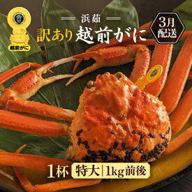 【ふるさと納税】【訳あり】≪浜茹で≫越前がに 特大サイズ 1杯（生で1杯約1kg前後）大人約2人前 食べ応え充分【規格外 雄 ズワイガニ かに カニ 蟹 越前ガニ 姿 ボイル 冷蔵 福井県】【3月発送分】希望日指定可 備考欄に希望日をご記入ください [e65-x006_03]