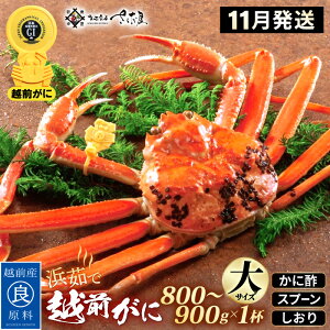 yӂ邳Ɣ[Łzl䥂 zO TCYi800`900gj × 1t ɐ| Hו Xv[ty11zy Jj I YCKj 킢 p {C 䌧 ①z]w