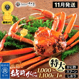 【ふるさと納税】浜茹で 越前がに 特大サイズ（生で1000〜1100g） × 1杯 かに酢 食べ方しおり スプーン付き【11月発送分】【かに カニ 蟹 ズワイガニ ずわいがに 姿 ボイル 福井県 冷蔵】希望日指定可 備考欄に希望日をご記入ください [e04-x031_11]