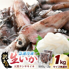 【ふるさと納税】 【急速冷凍】【訳あり】生いか 天然ケンサキイカ サイズ無選別 1kg(500g×2袋) 定置網漁 皮むけ・サイズ不揃い【剣先いか 生イカ いか 白イカ いかめし いか焼き 姿焼き げそ 煮付け 海鮮 鮮魚 おつまみ】