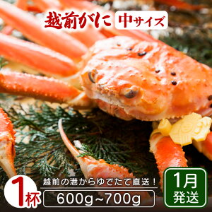 yӂ邳Ɣ[Łzl䥂ŁzO TCY × 1ti600`700gjnŊ΂ŉEł͂IyY YCKj 킢 zOKj p {C ① 䌧zy1