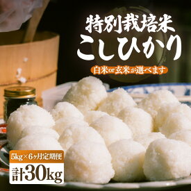 【ふるさと納税】【令和7年産・新米】定期便 ≪6ヶ月連続お届け≫ 特別栽培米 こしひかり 5kg × 6回（合計30kg）【選べる精米方法：白米/玄米】【こめ コシヒカリ 人気品種 ブランド米 5キロ 白米 精米 玄米 おにぎり 福井県】