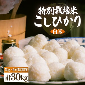 yӂ邳Ɣ[Łzys\zyߘa7NYEVāz 6A͂ ʍ͔| Ђ 5kg × 6iv30kgjyIׂ鐸ĕ@F/āzy10{O菇\