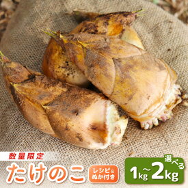 【ふるさと納税】【令和8年産 先行予約】赤土 たけのこ 約1kg〜2kg 越前町 宮崎地区産 採れたてを産地直送でお届け！【選べる内容量】 【 筍 タケノコ 竹の子 生 米 ぬか 付き 】【2026年4月中旬より順次発送予定】