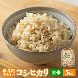【ふるさと納税】【新米】 令和7年産 コシヒカリ 5kg 福井県産【玄米】【お米 こしひかり 5キロ 人気品種】 [e30-a096]