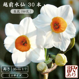 【ふるさと納税】【訳あり】お花 越前水仙「ミニサイズ」 × 30本（生花・切花）【丈35cmまで】 【2025年12月上旬以降順次発送】 【花 水仙 福井県産】 [e39-a020]
