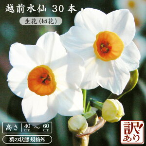 yӂ邳Ɣ[Łzys\zy󂠂z zOut܂Et؂ꍬ݁v40`60cm × 30{iԁE؉ԁjyt̏ KiOzy2025N12{ȍ~\zy  䌧Y
