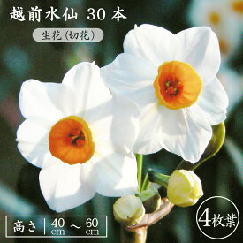 【ふるさと納税】お花 ギフト 越前水仙「4枚葉」高さ40〜60cm × 30本（生花・切花）葉数にもこだわりました。ご贈答用だけでなく生け花としても【2025年12月上旬以降順次発送予定】【花 水仙 福井県産】 [e39-a024]