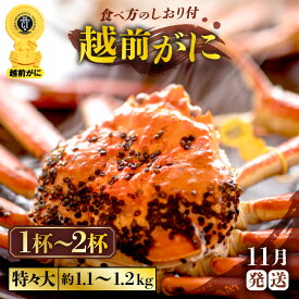 【ふるさと納税】≪浜茹で≫越前がに 特々大サイズ （生で1杯約1.1〜1.2kg）食べ応え十分 食べ方しおり付き 【選べる杯数！1〜2杯】【雄 ズワイガニ 越前ガニ 姿 ボイル 冷蔵 かに カニ 蟹 福井県】【11月発送分】希望日指定可 備考欄に希望日をご記入ください