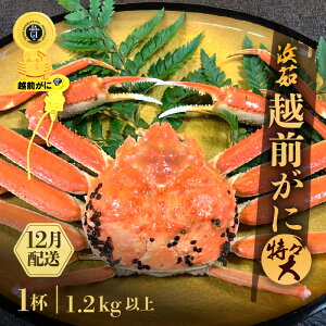 yӂ邳Ɣ[Łzl䥂ŁzO XTCY 1ti1.2kgȏjyY YCKj  Jj I zOKj p {C ① 䌧zy12z]w lɊ]L