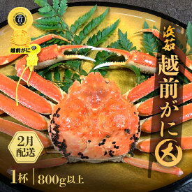 【ふるさと納税】 ≪浜茹で≫越前がに 大サイズ 1杯（生で800g以上）【雄 ズワイガニ かに カニ 蟹 越前ガニ 姿 ボイル 冷蔵 福井県】【2月発送分】希望日指定可 備考欄に希望日をご記入ください [e68-x003_02]