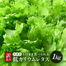 【ふるさと納税】【訳あり】低カリウムレタス 1kg(500g×2袋) 不揃い クリーンルーム栽培 無農薬 鮮度長持ち 【野菜 生野菜 レタス サラダ 水耕栽培 洗わず食べられる 時短 付け合わせ】楽天スーパーSALE [m40-a012]