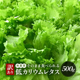 【ふるさと納税】【訳あり】低カリウムレタス 500g 不揃い クリーンルーム栽培 無農薬 鮮度長持ち 【野菜 生野菜 レタス サラダ 水耕栽培 洗わず食べられる 時短 付け合わせ】楽天スーパーSALE [m40-a013]