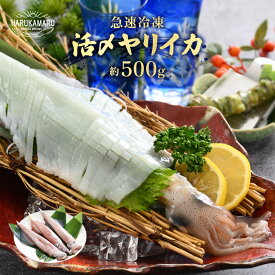 【ふるさと納税】【先行予約】イカ お刺身で食べる 天然 ヤリイカ 約500g 【2025年2月中旬より順次発送予定】活きたイカをご提供している漁師が活〆！急速冷凍 鮮度格別！若狭湾 福井 地物 個別包装 真空パック 刺身 イカ丼 姿焼き 煮付け フライ BBQ [m36-a007]