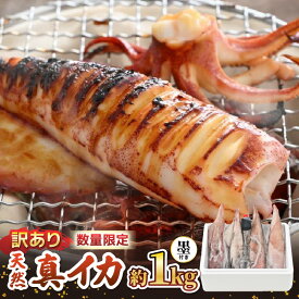 【ふるさと納税】【訳あり】【数量限定！】新鮮・朝獲れ！ 墨付き 天然 真イカ（剣先イカ）丸ごと 約1,000g たまり醤油と刺身専用しおり付き 【1kg わけあり ワケアリ いか イカ 剣先いか 海鮮 魚介 魚介類 海の幸 バーベキュー BBQ 生産者支援 食品ロス フードロス】