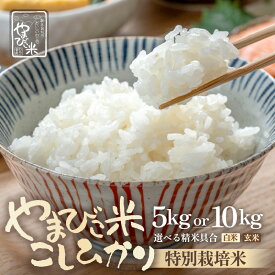 【ふるさと納税】【令和8年産】米 コシヒカリ（特別栽培米）新庄やまびこ米【選べる内容：5kg/10kg】【選べる精米方法：白米/玄米】【選べる配送月】【こめ こしひかり 人気品種 ブランド米 5キロ 白米 精米 玄米 おむすび 北陸 福井県 特栽米】