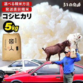 【ふるさと納税】【令和8年産】 コシヒカリ 5kg【分づき具合をお選びください】