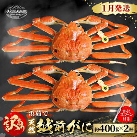 【ふるさと納税】【先行予約】≪浜茹で≫ 地物！天然！はるか丸厳選！”訳あり”越前がに 約400g × 2杯【2026年1月上旬以降順次発送予定】