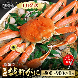 【ふるさと納税】【先行予約】≪浜茹で≫ 地物！天然！越前がに 生の状態で約800g〜900g × 1杯 かにスプーン付き はるか丸厳選！ 【2026年1月上旬以降順次発送予定】【冷蔵 本場の味 ボイル 越前ガニ 蟹 茹で ずわいがに ズワイガニ】[m36-x003_01]