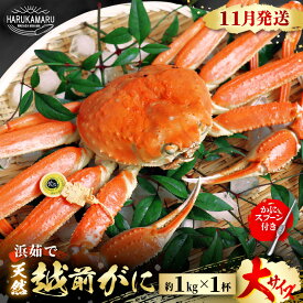 【ふるさと納税】【先行予約】≪浜茹で≫ 地物！天然！越前がに 大サイズ（約1kg） × 1杯 かにスプーン付き はるか丸厳選！【2025年11月中旬以降順次発送予定】【冷蔵 本場の味 ボイル 越前ガニ 蟹 茹で ずわいがに ズワイガニ 福井 日本海】 [m36-x005_11]