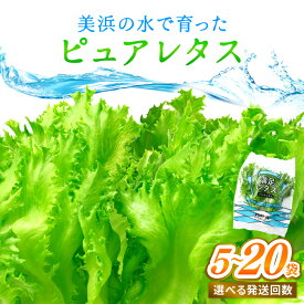 【ふるさと納税】新鮮野菜 美浜の水で育った ピュアレタス フリルレタス【選べる内容量／回数】【栽培期間中 農薬不使用 野菜 生野菜 レタス 詰め合わせ サラダ サンドイッチ お弁当 水耕栽培 洗わず食べられる 時短 ダイエット ヘルシー】