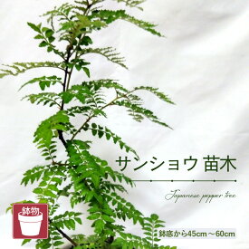 【ふるさと納税】【先行予約】サンショウ苗木（鉢物）45cm～60cm【2026年4月中旬以降順次発送予定】【山椒 さんしょう サンショウ お花 花 はな フラワー 花 苗 植物 家庭菜園 花壇 プランター ガーデニング観葉植物 園芸 鉢物 】