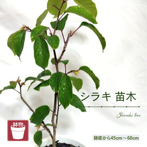 yӂ邳Ɣ[Łzys\zVLc؁ij45cm`60cmy2026N5{ȍ~\zy炫 VL   ͂ t[  c A ƒ؉ Ԓd v^[ K[fjO 