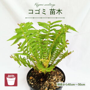 yӂ邳Ɣ[Łzys\zRS~c () ꂩ40cm`50cm y2025N10{ȍ~\zy    ͂ t[ c A ƒ؉ Ԓd v^[ K[fjOϗt