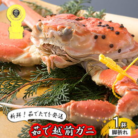 楽天市場 ふるさと納税 越前ガニの通販