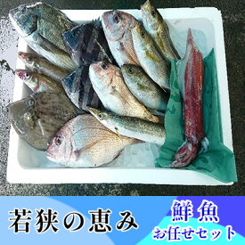 【ふるさと納税】若狭の恵み 鮮魚ボックス（種類はお任せ）　【魚介類・セット・おまかせ】