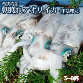 【ふるさと納税】【祝北陸新幹線延伸】若狭湾産 朝獲れアオリイカ3～8杯（下処理なし）　【魚貝類 イカ b1103 】　お届け：2024年10月1日～2024年12月20日※漁獲状況によって出荷期間が前後する場合がございます。