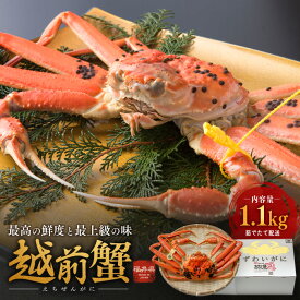 【ふるさと納税】期間限定 茹で 越前ガニ 約1.1kg以上 1杯 食通もうなる本場の味をぜひ、ご堪能ください カニ 蟹 かに 茹でカニ 越前蟹 カニセット 魚介 魚介類 海鮮 海鮮セット 福井 福井県 若狭町　お届け：2025年11月10日～2026年3月31日（年末年始を除く）