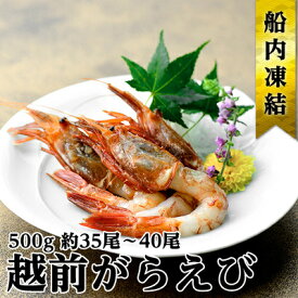 【ふるさと納税】越前ガラエビ 約500g（約35～40尾） 魚介類 国産 福井県産 刺身 ねっとり 甘い 弾力 濃厚 旨味 塩焼き 煮つけ 味噌汁の具 船内凍結 獲れたてのような味