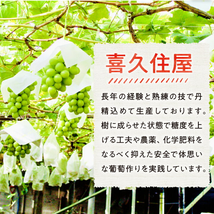 楽天市場】【ふるさと納税】シャインマスカット 総合1位 山梨 県産 