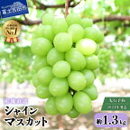  シャインマスカット 2房 約1.3kg 2024年発送 山梨 大粒 高級 産地直送 富士吉田市 数量限定 期間限定 富士吉田 フルーツ マスカット シャイン ぶどう 果物 朝採り 2024年 先行予約