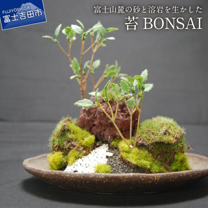 楽天市場 ふるさと納税 盆栽 苔 インテリア 和モダン 創作 Bonsai 大 丸皿 古瀬戸 山梨県富士吉田市