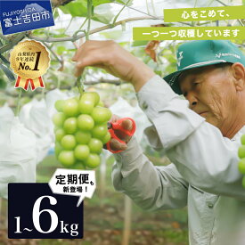 【ふるさと納税】 ★総合ランキング1位獲得★ 高評価！満足度92％！ シャインマスカット 2～8房 1kg以上～4kg 単品 定期便 2回 3回 大粒 高級 シャイン 山梨県産 フルーツ ぶどう 果物 くだもの 産地直送 富士吉田市 数量限定 期間限定 2026年発送 高レビュー リピート