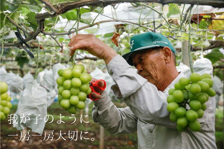 楽天市場】【ふるさと納税】 シャインマスカット 3～4房 2kg以上 2025  