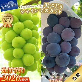 【ふるさと納税】 2026年 先行予約シャインマスカット 黒ぶどう 1kg以上 2種 食べ比べ セット 山梨県 富士吉田市 フルーツ 厳選 果物 産地直送 数量限定 シャイン マスカット ぶどう 詰め合わせ マツコの知らない世界 テレビで紹介 送料無料 ふるさと納税 ランキング