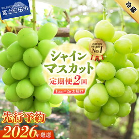 【ふるさと納税】2026年 先行予約 シャインマスカット 定期便 選べる お届け回数 2回 3回 1kg以上 フルーツ ぶどう 山梨県産 シャイン マスカット 新鮮 厳選 濃厚 甘さ 香り 果物 くだもの 送料無料 高レビュー マツコの知らない世界 テレビで紹介 ふるさと納税 ランキング