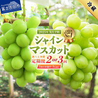 【 ふるさと納税 】ジューシーで甘さ抜群のシャインマスカットです
