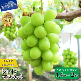 【ふるさと納税】 シャインマスカット 選べる容量 約1.4kg 約2.0kg 2~4房 高級 ぶどう フルーツ 数量限定 期間限定 山梨県産 富士吉田市 葡萄 種なし ブドウ 富士吉田 果物 くだもの シャイン フルーツ王国 先行予約 2025年 冷蔵