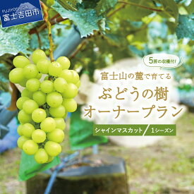 【ふるさと納税】 シャインマスカット ぶどうの樹 オーナー制度 1シーズン オーナープラン 【 2026年9月頃収穫 】 期間限定 栽培 収穫 体験 契約 ぶどう狩り 果物 フルーツ 5房収穫 2022年植付け